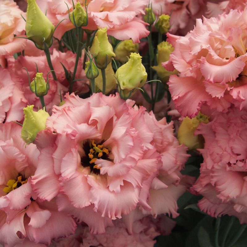 Lisianthus Celeb 2 Salmon Pink