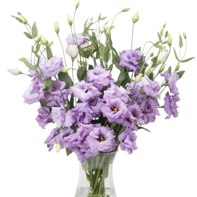 Lisianthus ABC 2 Lavender