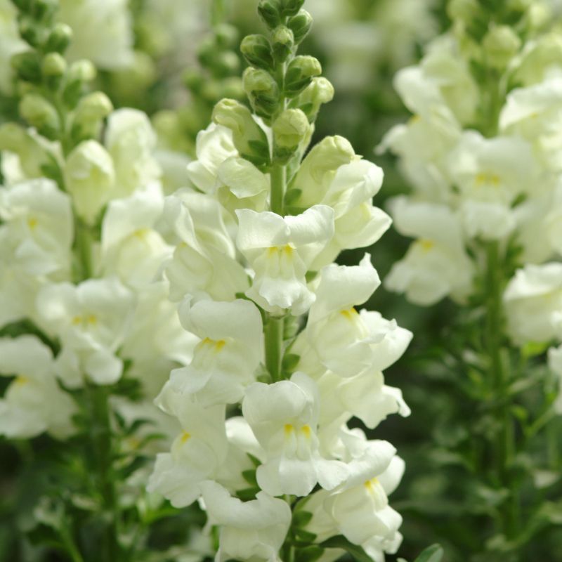 Snapdragon Potomac Ivory White