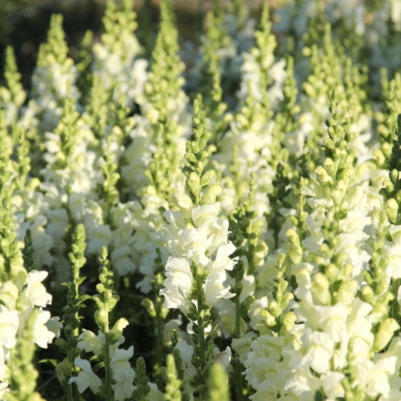 Snapdragon Potomac Ivory White