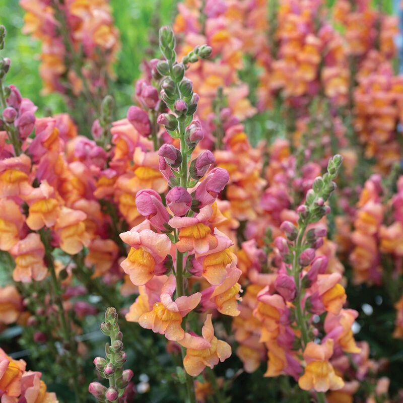 Snapdragon Cannes 2-3 Orange