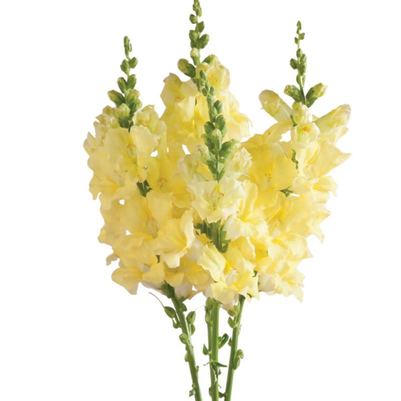 Snapdragon Chantilly Cream Yellow