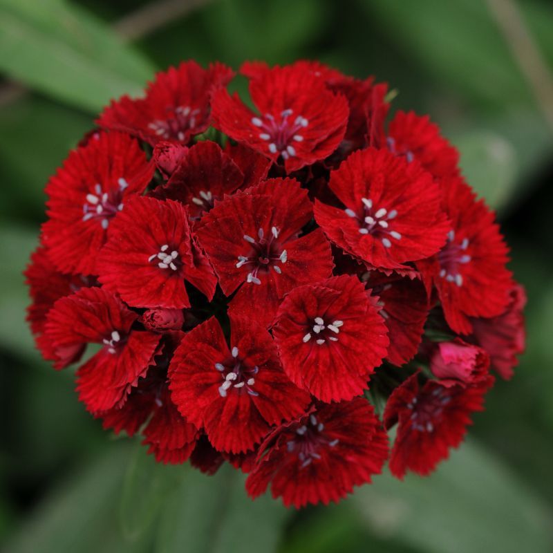 Sweet Dianthus Red