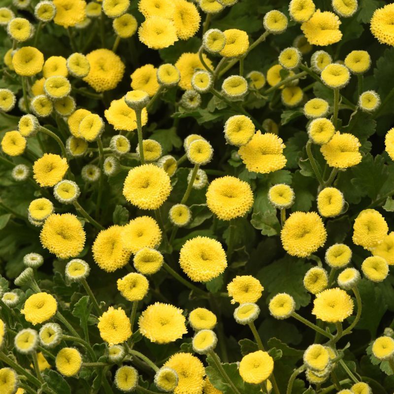 Feverfew - Vegmo Sunny Ball