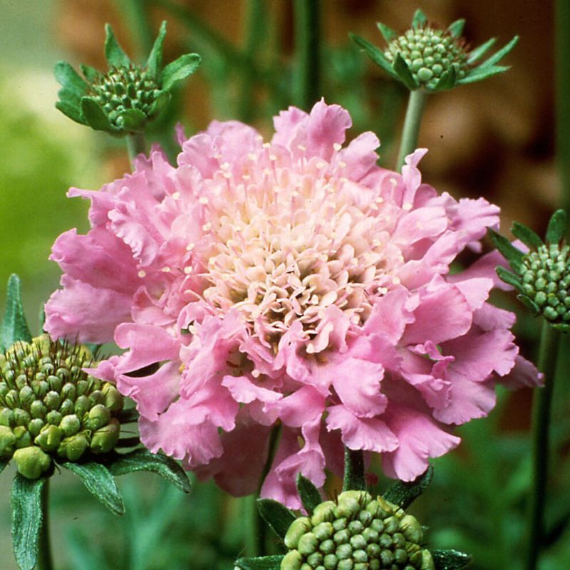 Scabiosa Pink Mist