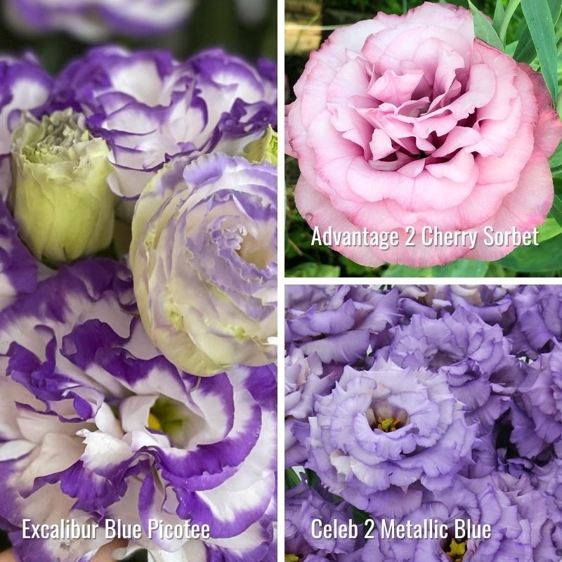 Lisianthus: Excalibur Blue Picotee, Advantage Cherry Sorbet &amp; Celeb Metallic Blue