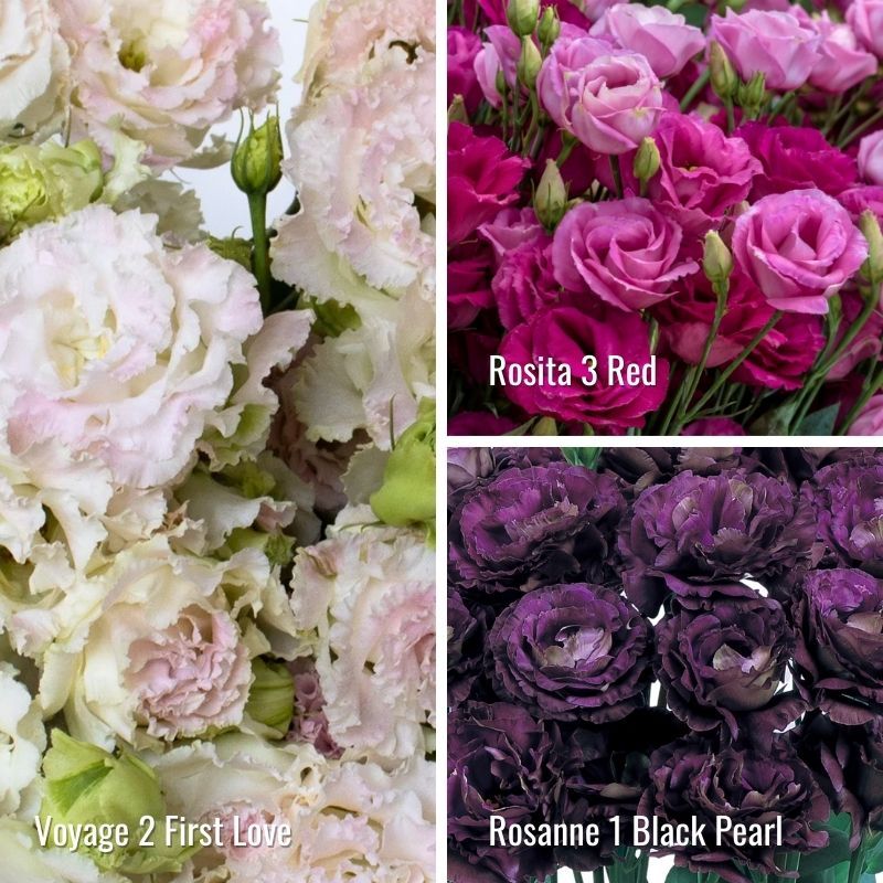 Lisianthus: Voyage First Love, Rosita Red &amp; Rosanne 1 Black Pearl