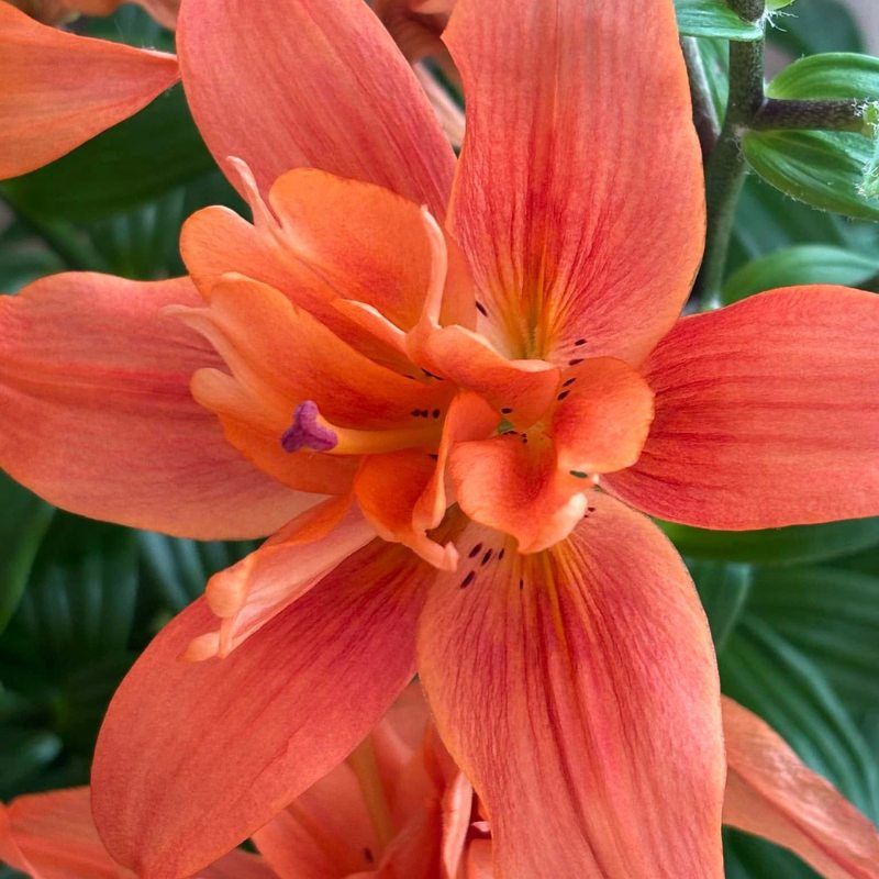 LILY Butterfly Tropic