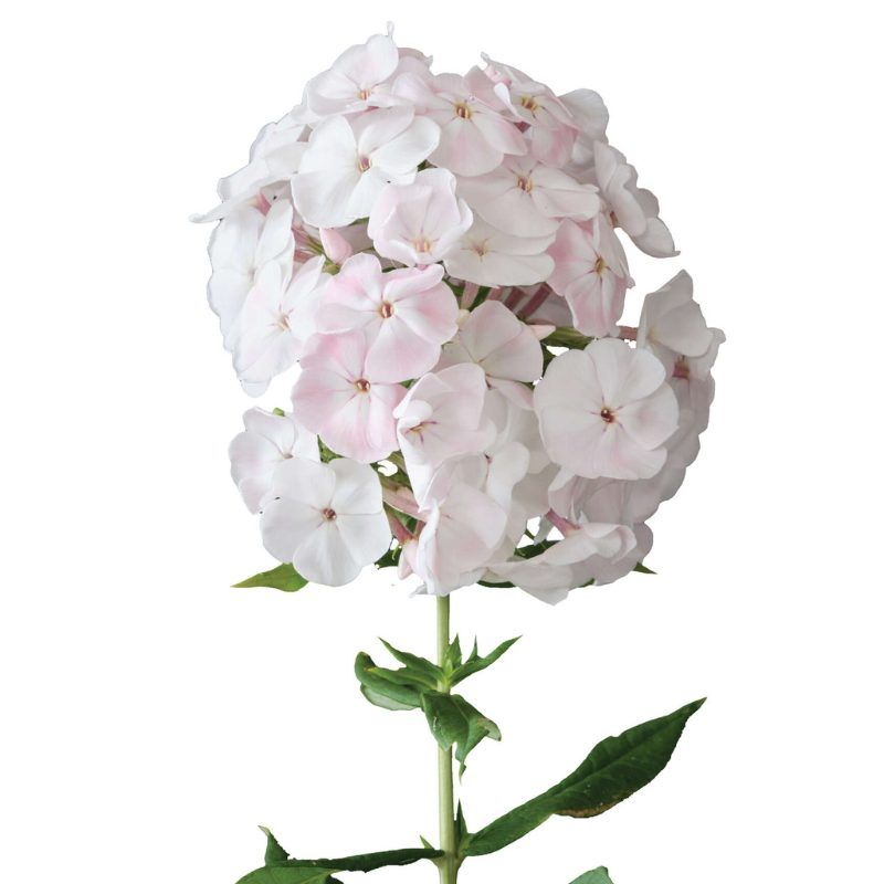 Phlox Magical® Pink TendernesZ