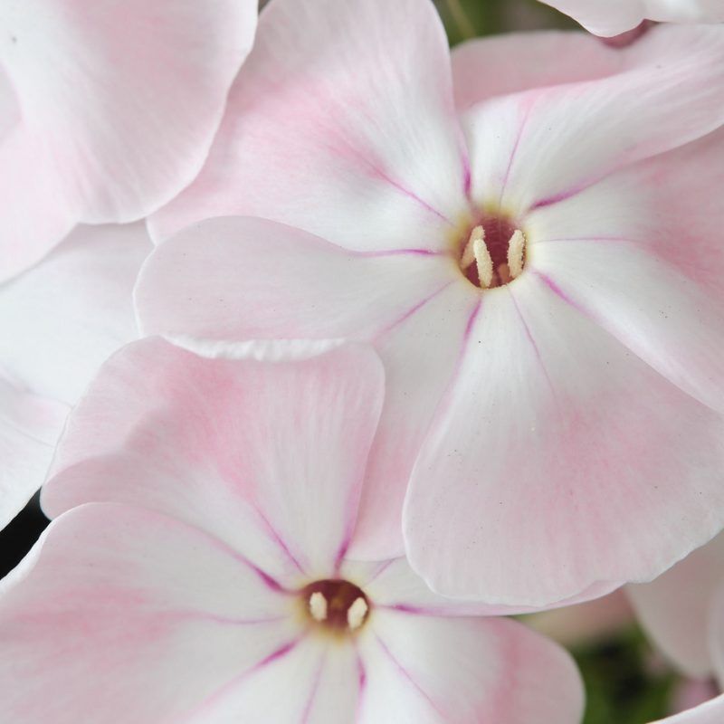 Phlox Magical® Pink TendernesZ