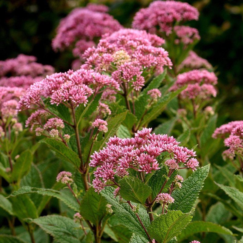 Eupatorium Little Joe