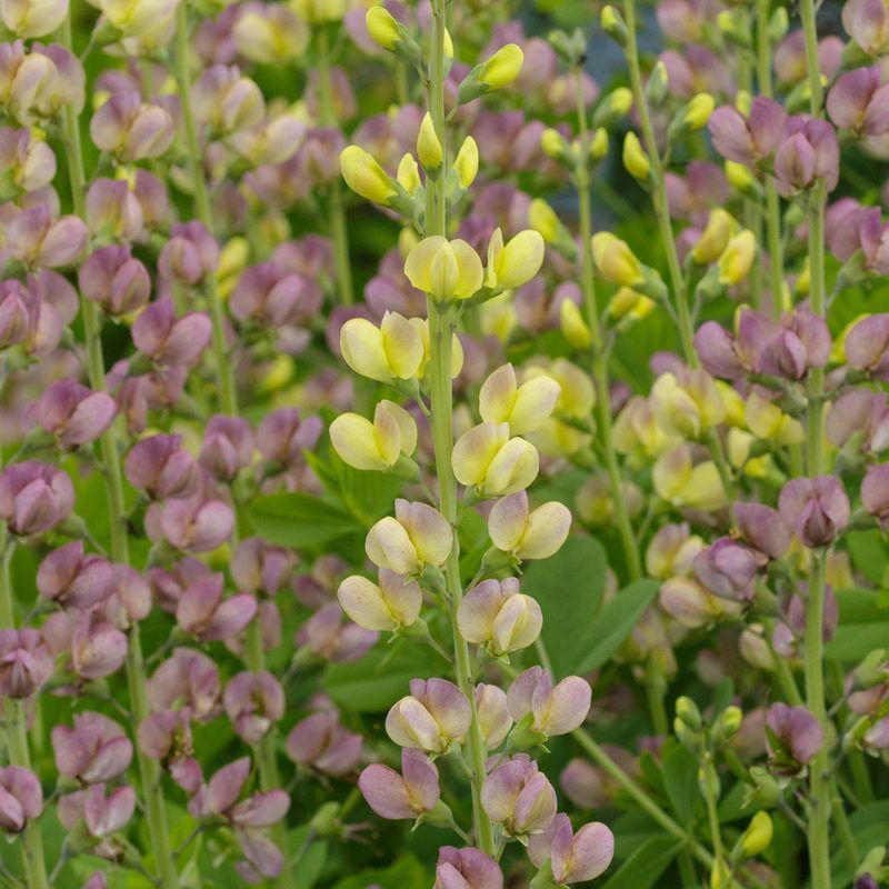 Baptisia Hybrid Aurora