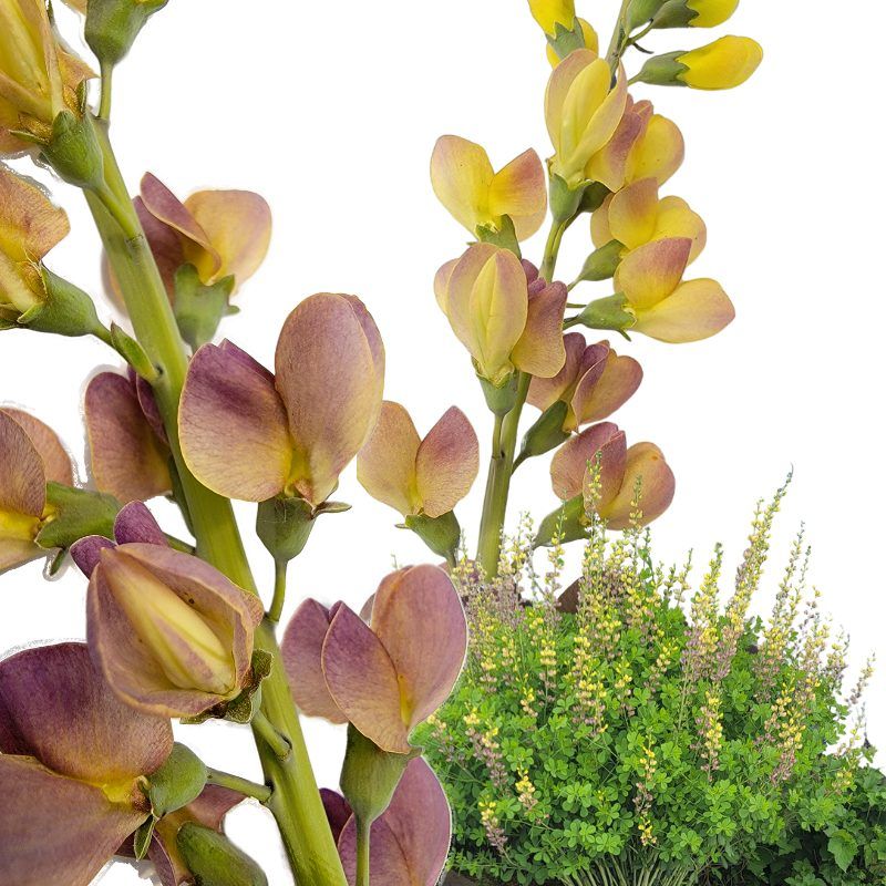 Baptisia Hybrid Aurora