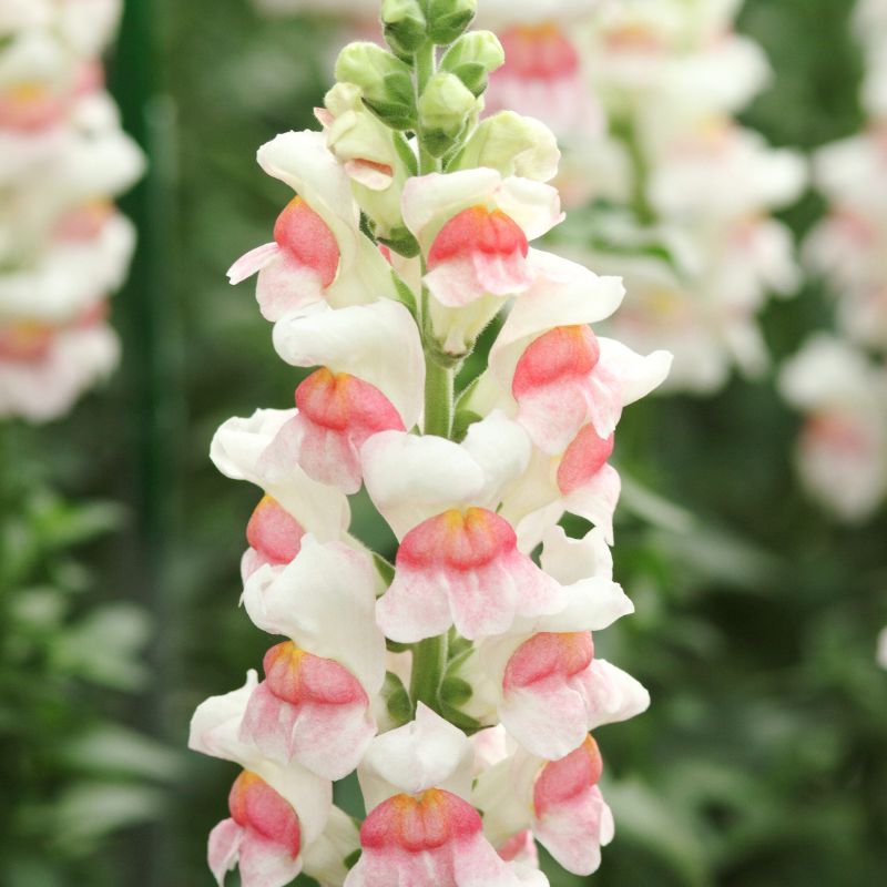 Snapdragon Potomac Apple Blossom