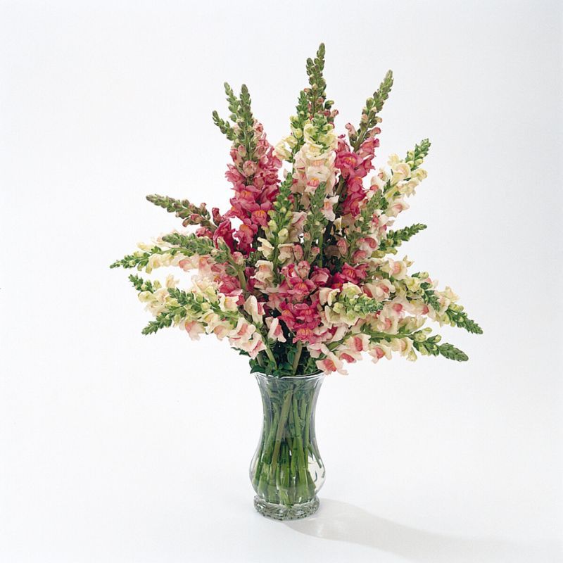 Snapdragon Potomac Apple Blossom