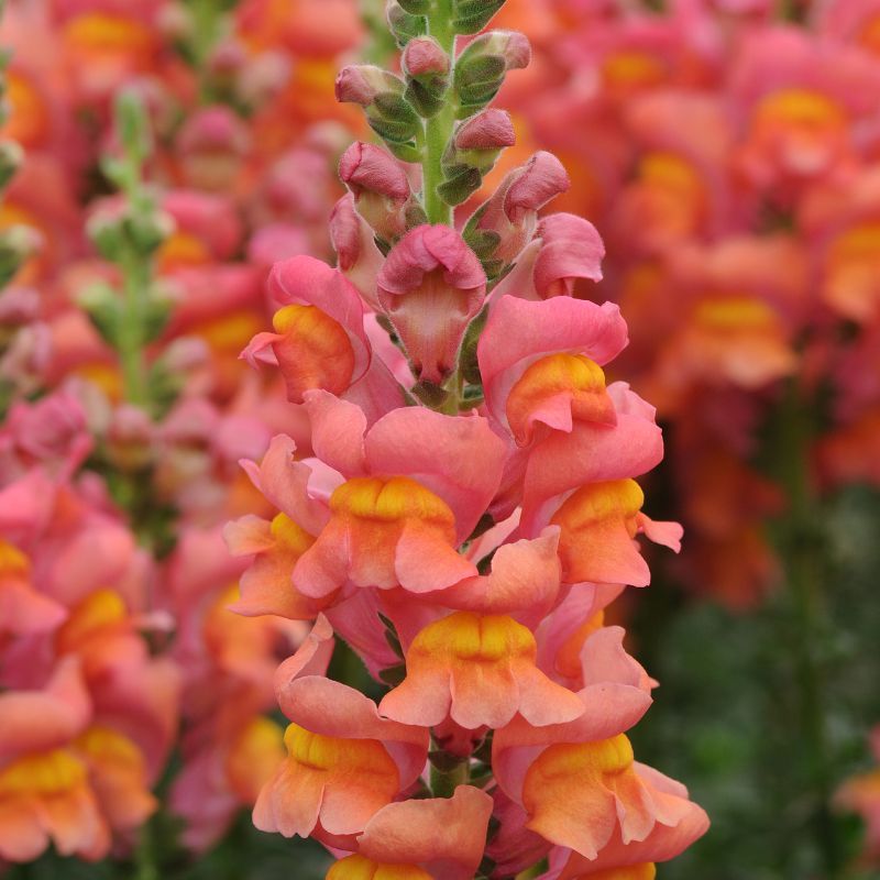 Snapdragon Potomac Orange