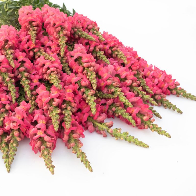 Snapdragon Potomac Cherry Rose