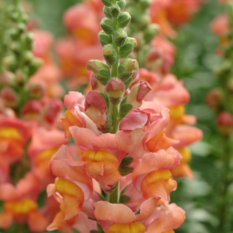 Snapdragon Potomac Orange