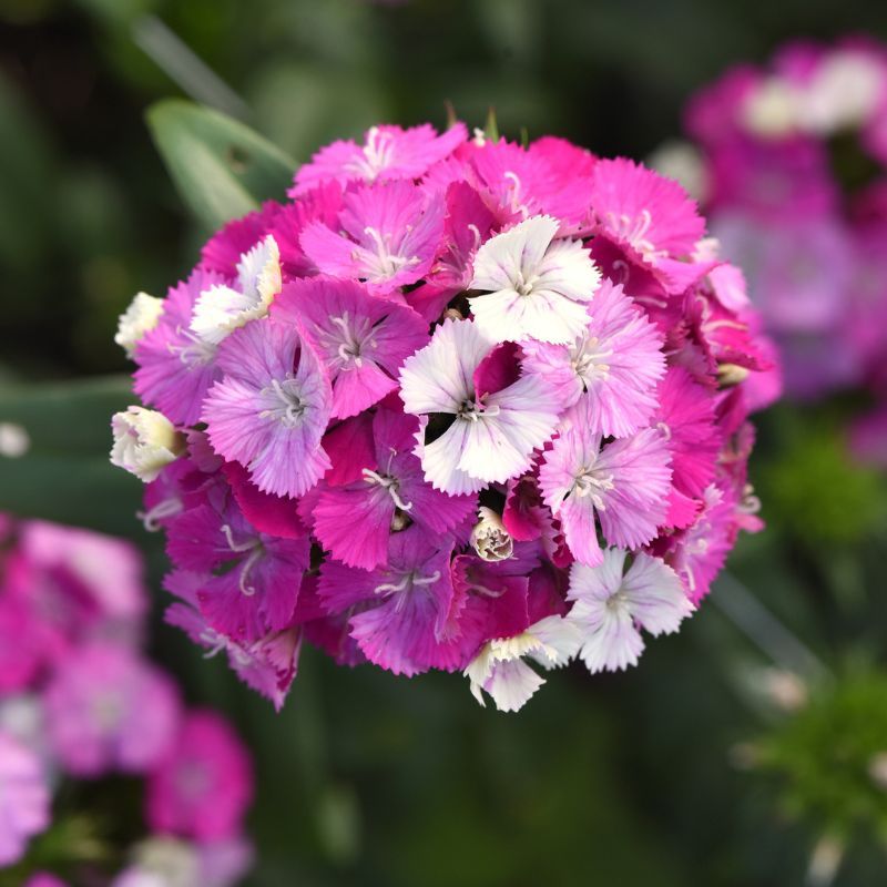 Dianthus Amazon Lavender Magic