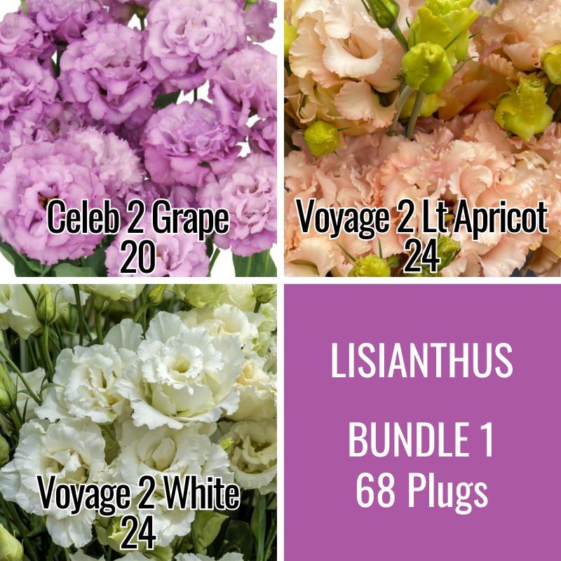 Lisianthus Bundle 1:  20 Celeb Grape, 24 Voyage Lt Apricot &amp; 24 Voyage White