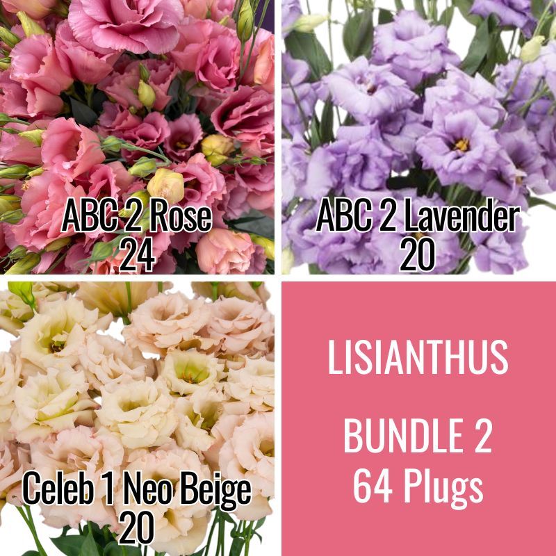 Lisianthus Bundle 2: 24 ABC Rose, 20 ABC Lavender &amp; 20 Celeb Neo Beige