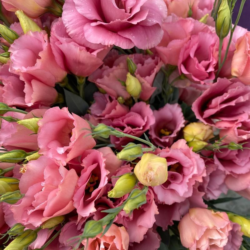Lisianthus Bundle 2: 24 ABC Rose, 20 ABC Lavender &amp; 20 Celeb Neo Beige
