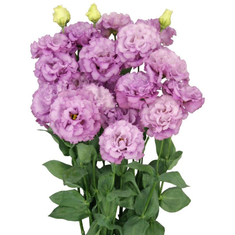 Lisianthus Bundle 1:  20 Celeb Grape, 24 Voyage Lt Apricot &amp; 24 Voyage White