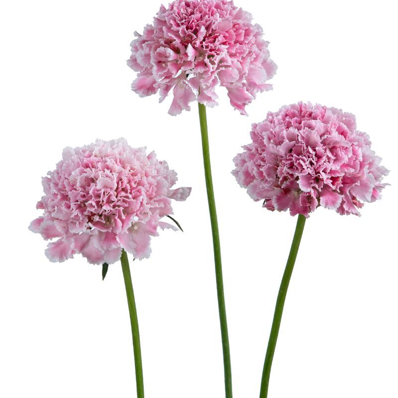Scabiosa Bon Bon Scoop™ Punch
