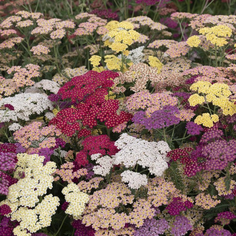 Yarrow Flowerburst Fruitbowl
