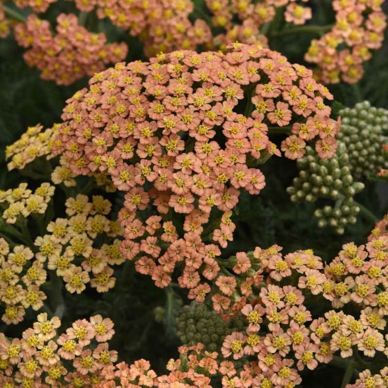 Yarrow New Vintage™ Terracotta (NEW)