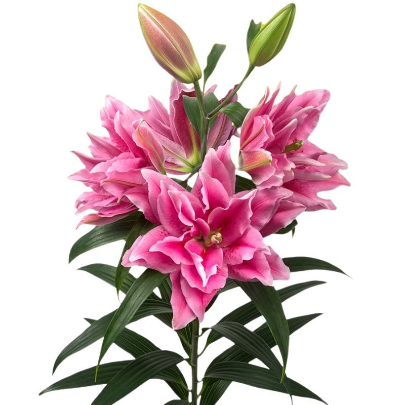 Roselily Ciara Bulbs
