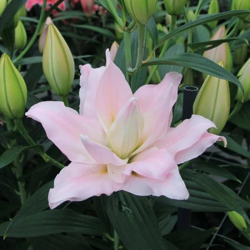 Lily Amistad Bulbs
