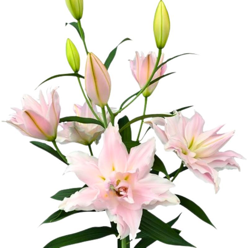 Lily Amistad Bulbs