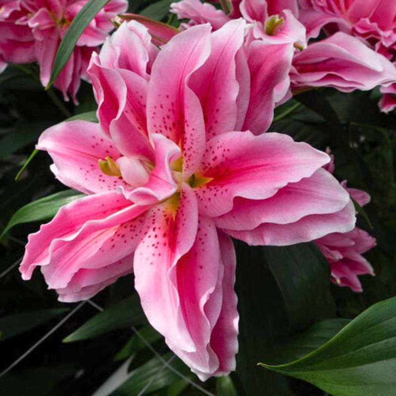Roselily Ciara Bulbs