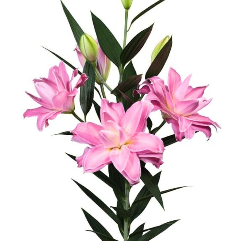 Lily Accolade Bulbs