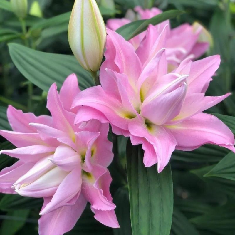 Lily Accolade Bulbs