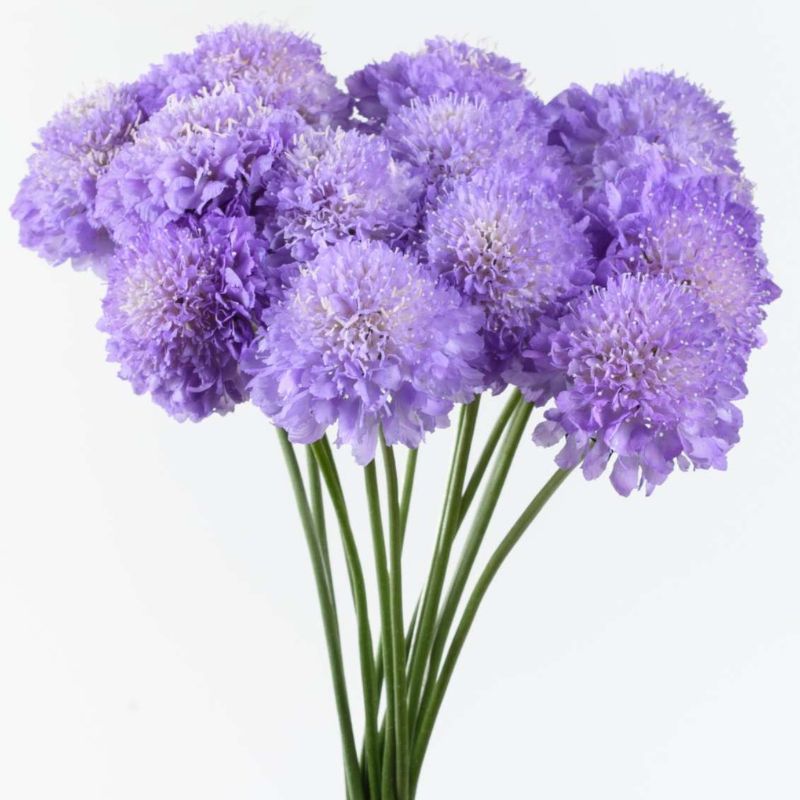 Scabiosa Focal Scoop™ Lavender