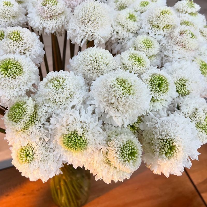 Scabiosa Focal Scoop™ White Improved