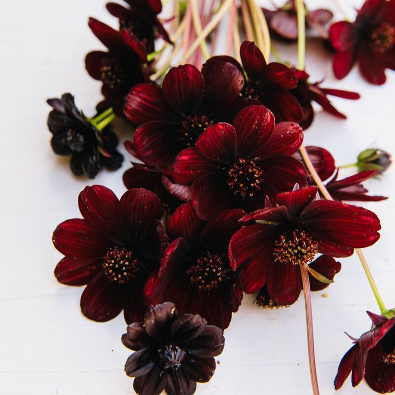 Chocolate Cosmos 6