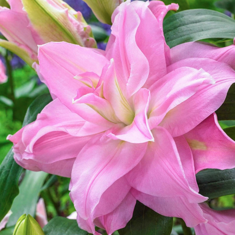 Roselily Editha Bulbs