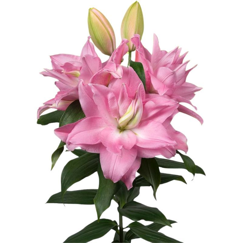 Roselily Editha Bulbs