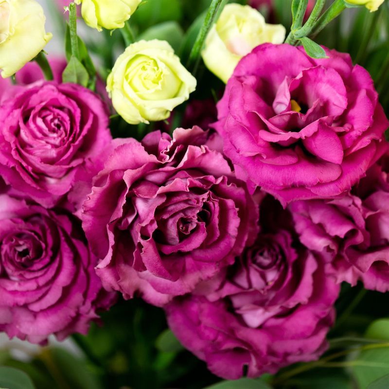 Lisianthus Voyage 2 Deep Rose 36