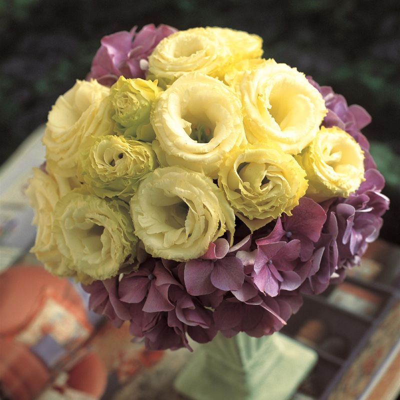 Lisianthus Arena 3 Gold