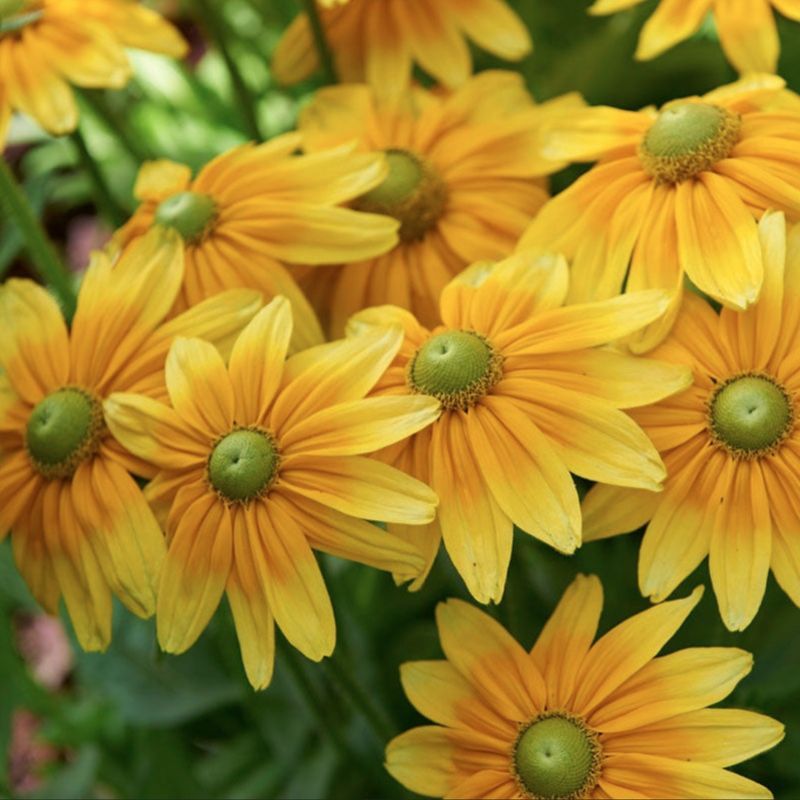 Rudbeckia Prairie Sun
