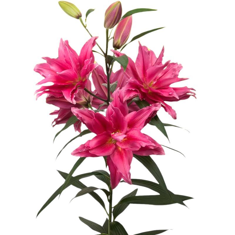 Roselily Elena Bulbs -20