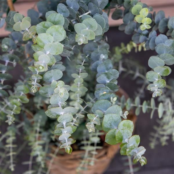 Eucalyptus Baby Blue Bouquet 12