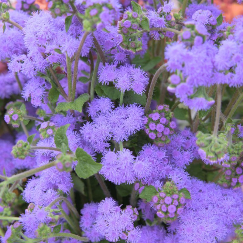 Ageratum Blue Horizon -16