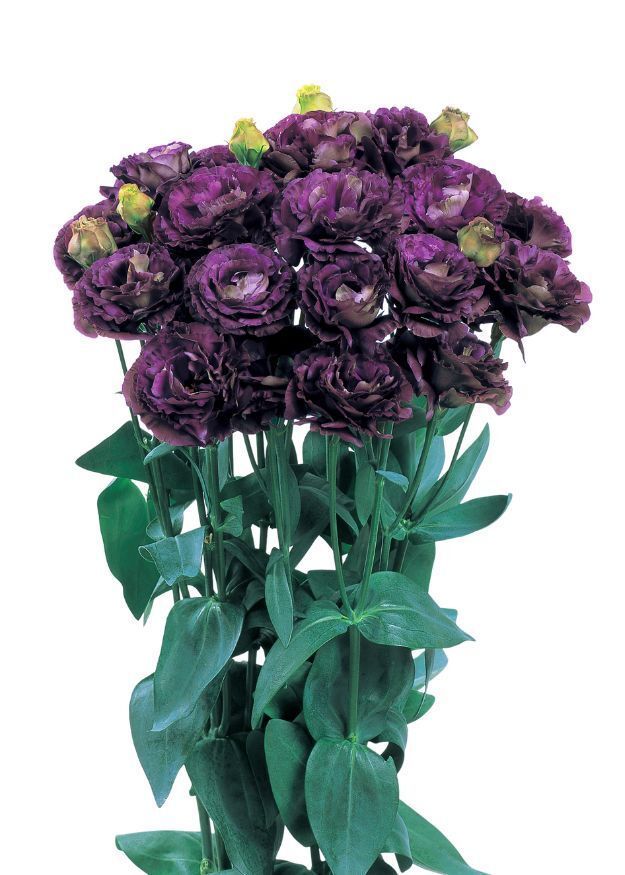 Lisianthus Rosanne 1 Black Pearl 20