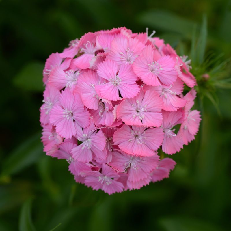 Dianthus Sweet Deep Pink Maxine 16