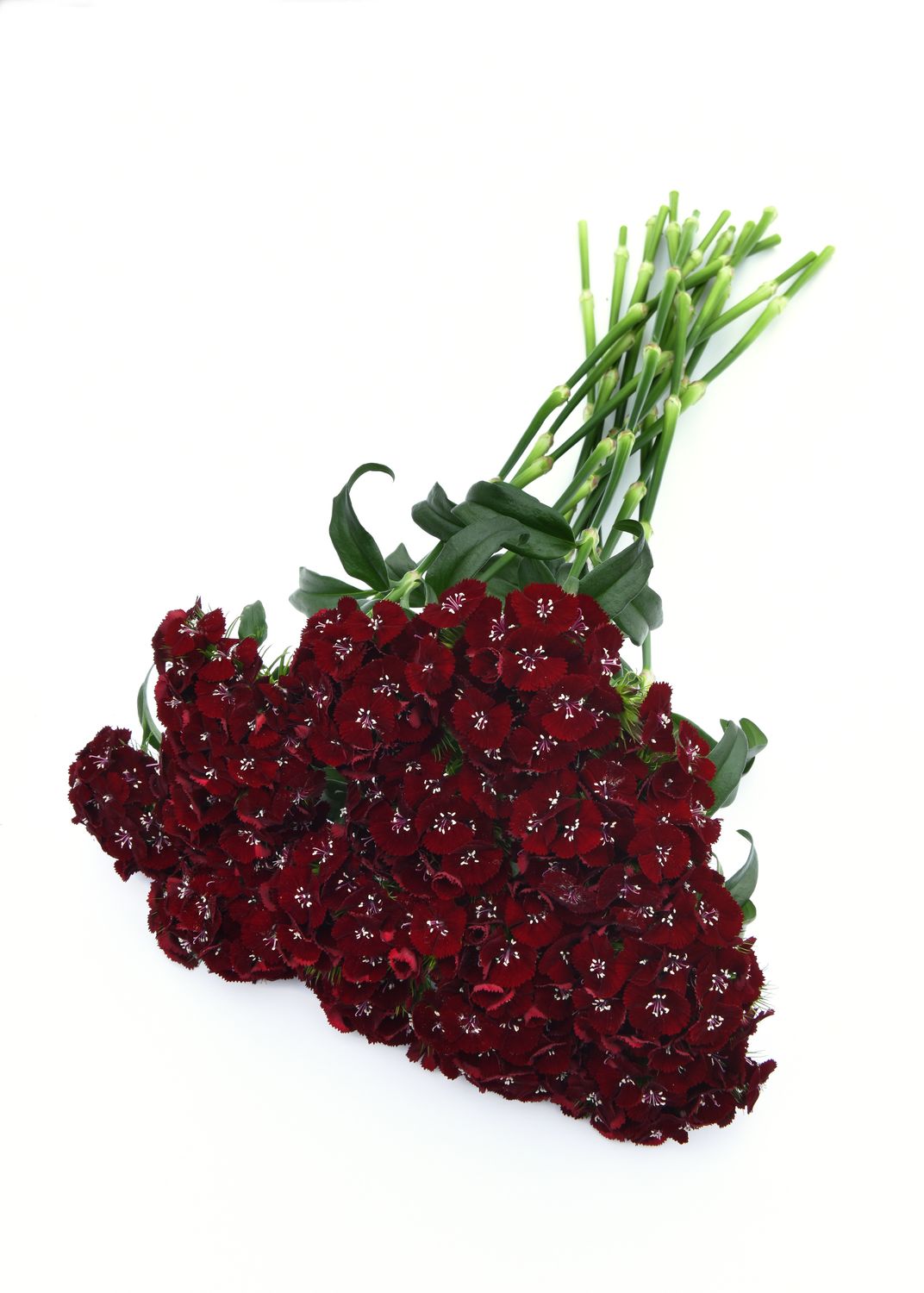 Dianthus Sweet Black Cherry 16